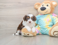 6 week old Mini Aussiedoodle Puppy For Sale - Puppy Love PR