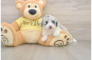 Petite Mini Aussiedoodle Poodle Mix Pup