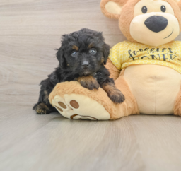 7 week old Mini Aussiedoodle Puppy For Sale - Puppy Love PR