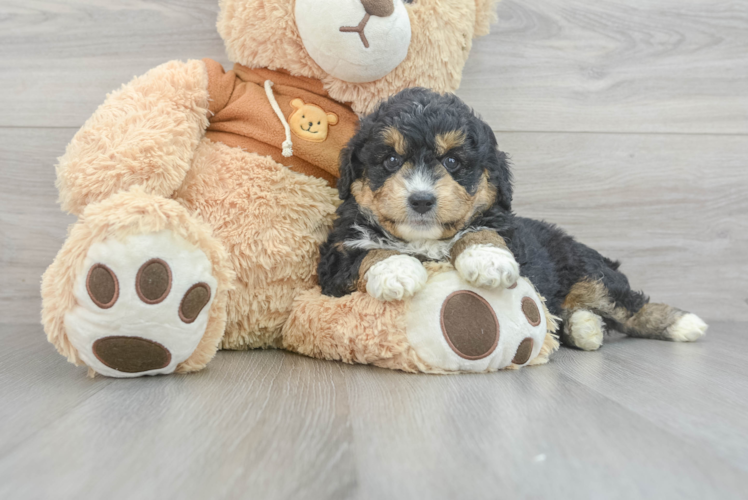 Meet Katie - our Mini Aussiedoodle Puppy Photo 1/3 - Puppy Love PR Mini Aussiedoodle Pup Being Cute