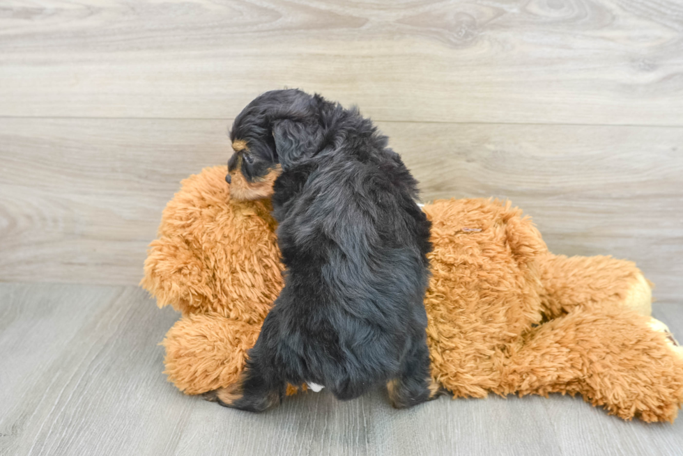 Mini Aussiedoodle Pup Being Cute