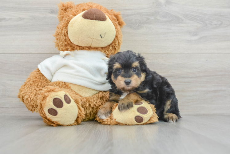 Mini Aussiedoodle Puppy for Adoption