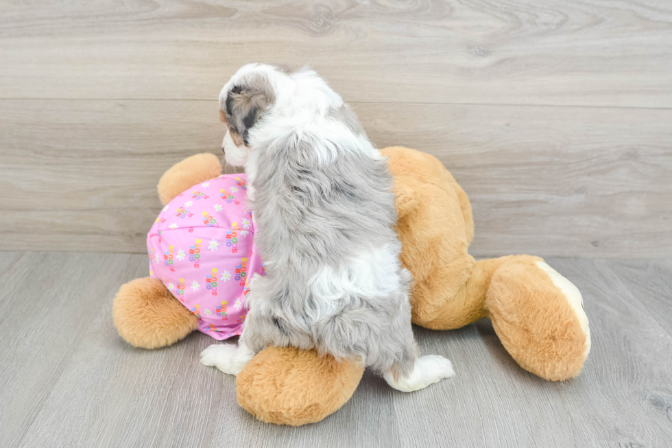 Mini Aussiedoodle Pup Being Cute