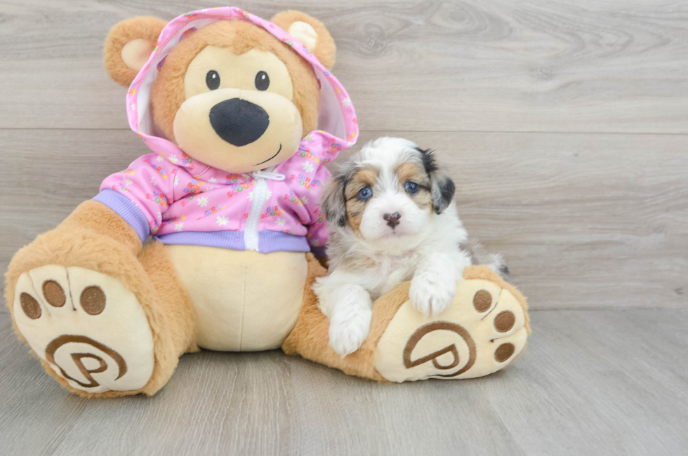 6 week old Mini Aussiedoodle Puppy For Sale - Puppy Love PR