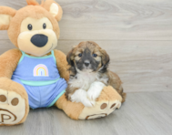 7 week old Mini Aussiedoodle Puppy For Sale - Puppy Love PR