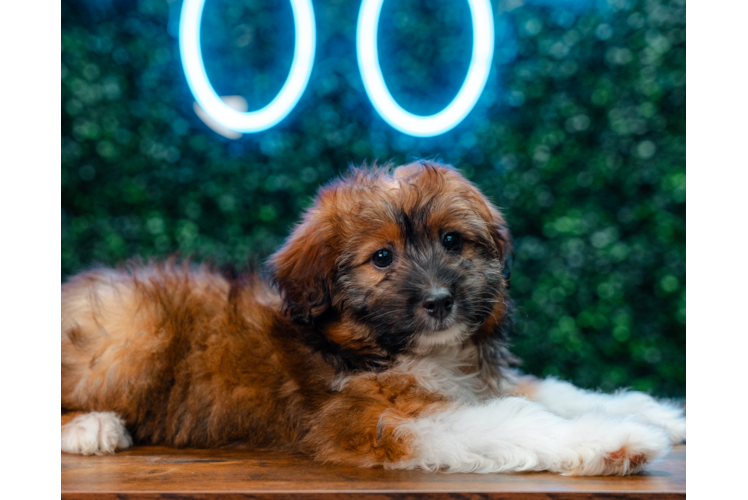 Mini Aussiedoodle Puppy for Adoption
