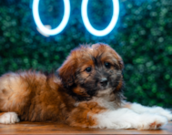 9 week old Mini Aussiedoodle Puppy For Sale - Puppy Love PR