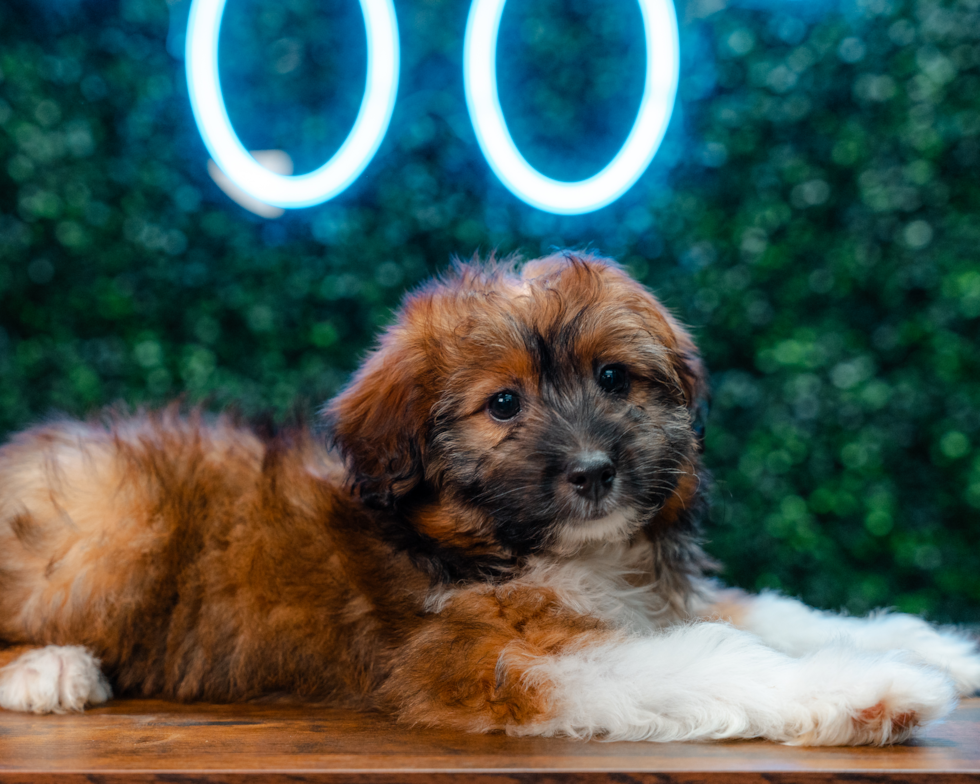 Mini Aussiedoodle Puppy for Adoption