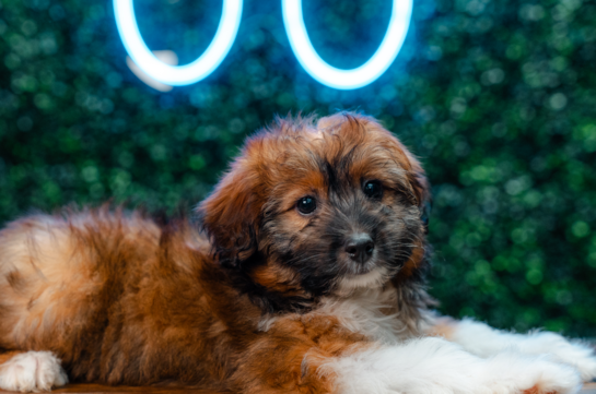 Mini Aussiedoodle Puppy for Adoption