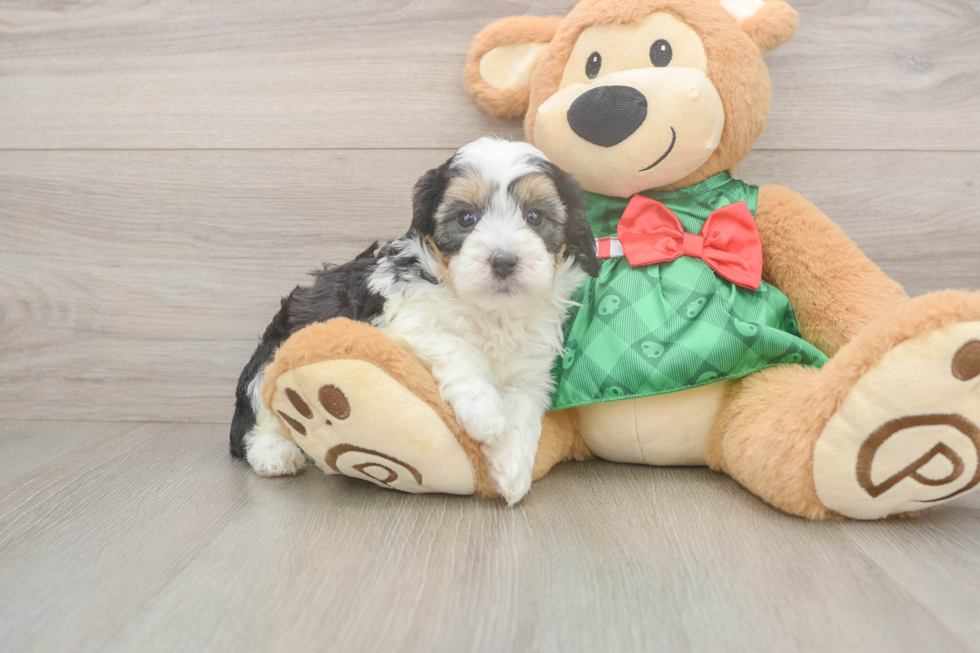 Petite Mini Aussiedoodle Poodle Mix Pup