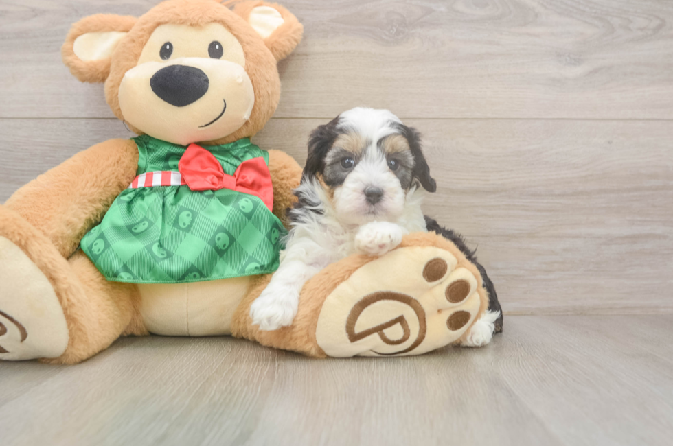 5 week old Mini Aussiedoodle Puppy For Sale - Puppy Love PR