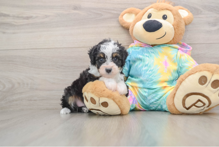 Mini Aussiedoodle Pup Being Cute