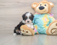8 week old Mini Aussiedoodle Puppy For Sale - Puppy Love PR