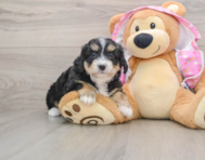 7 week old Mini Aussiedoodle Puppy For Sale - Puppy Love PR