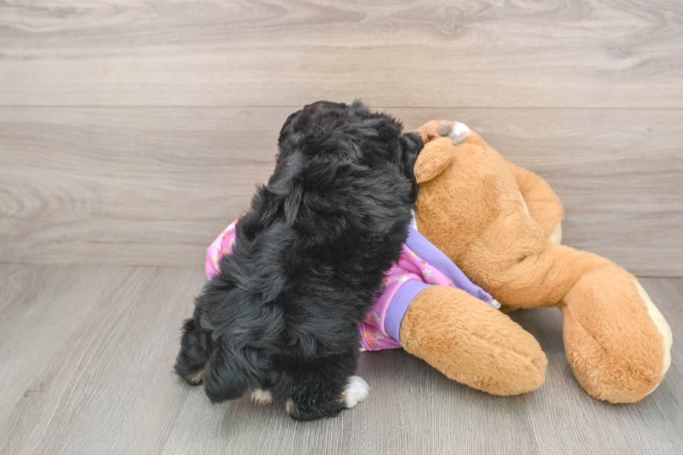 Playful Mini Aussiepoodle Poodle Mix Puppy