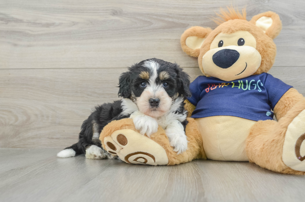 5 week old Mini Aussiedoodle Puppy For Sale - Puppy Love PR