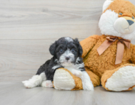 6 week old Mini Aussiedoodle Puppy For Sale - Puppy Love PR