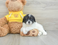 9 week old Mini Aussiedoodle Puppy For Sale - Puppy Love PR