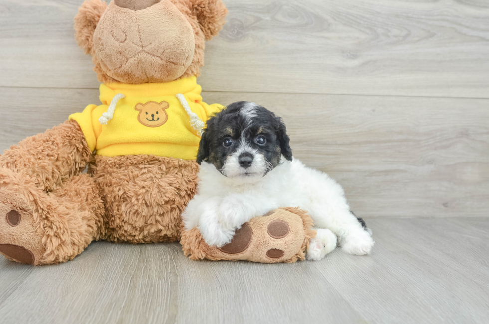 9 week old Mini Aussiedoodle Puppy For Sale - Puppy Love PR