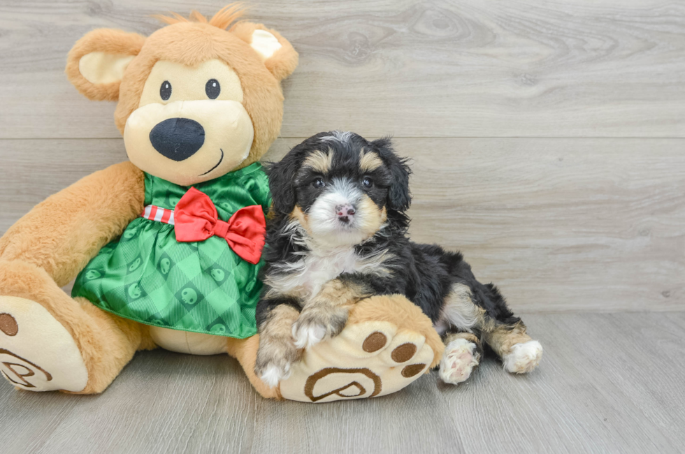 5 week old Mini Aussiedoodle Puppy For Sale - Puppy Love PR