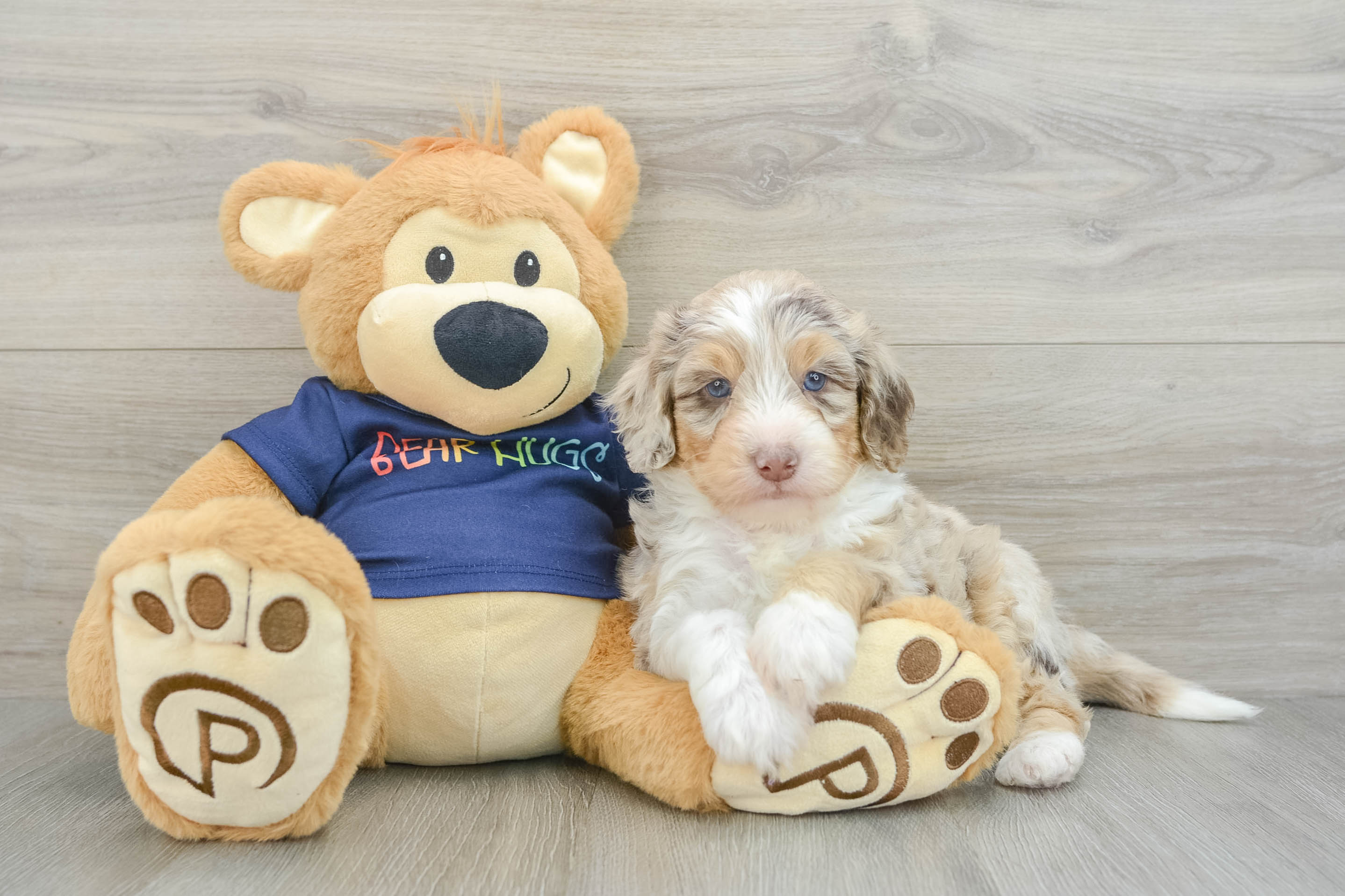 Best Mini Aussiedoodle Baby