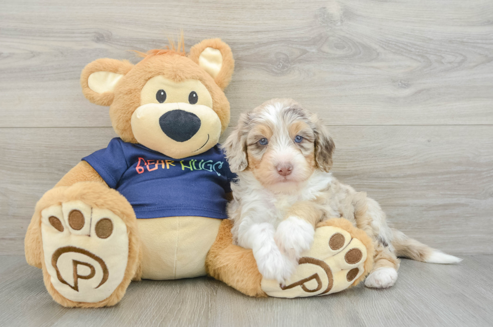 5 week old Mini Aussiedoodle Puppy For Sale - Puppy Love PR