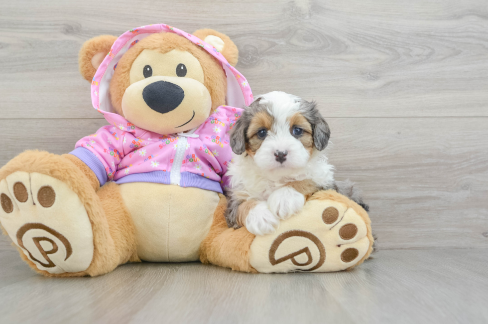 6 week old Mini Aussiedoodle Puppy For Sale - Puppy Love PR