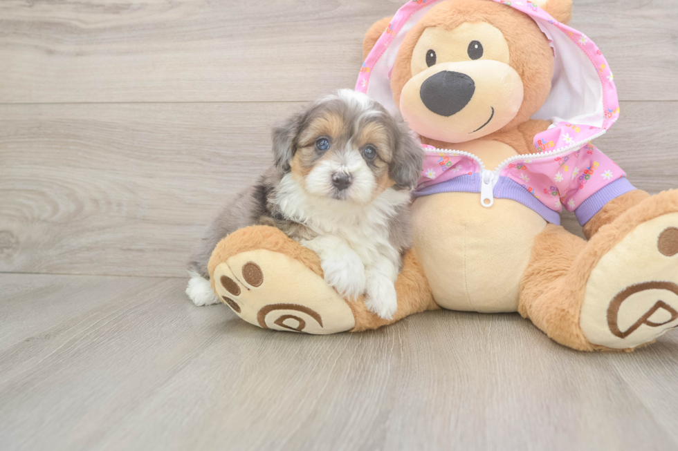Meet Kelty - our Mini Aussiedoodle Puppy Photo  1/3 - Puppy Love PR Friendly Mini Aussiedoodle Baby
