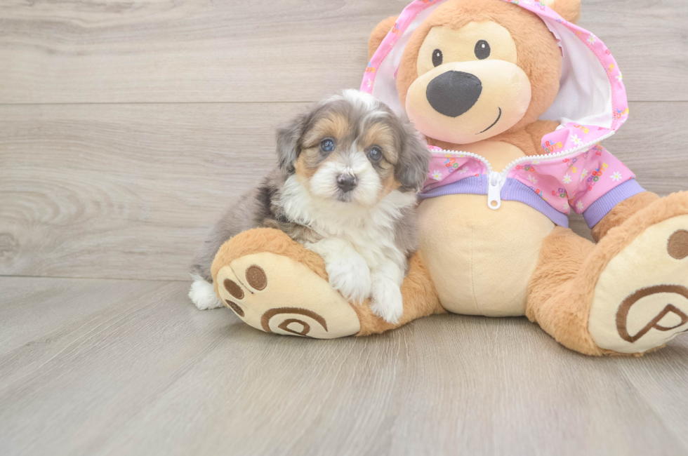 5 week old Mini Aussiedoodle Puppy For Sale - Puppy Love PR