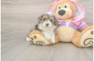 Meet Kelty - our Mini Aussiedoodle Puppy Photo  1/3 - Puppy Love PR Friendly Mini Aussiedoodle Baby