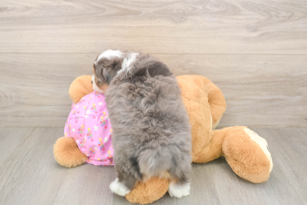 Meet Kelty - our Mini Aussiedoodle Puppy Photo  3/3 - Puppy Love PR Best Mini Aussiedoodle Baby