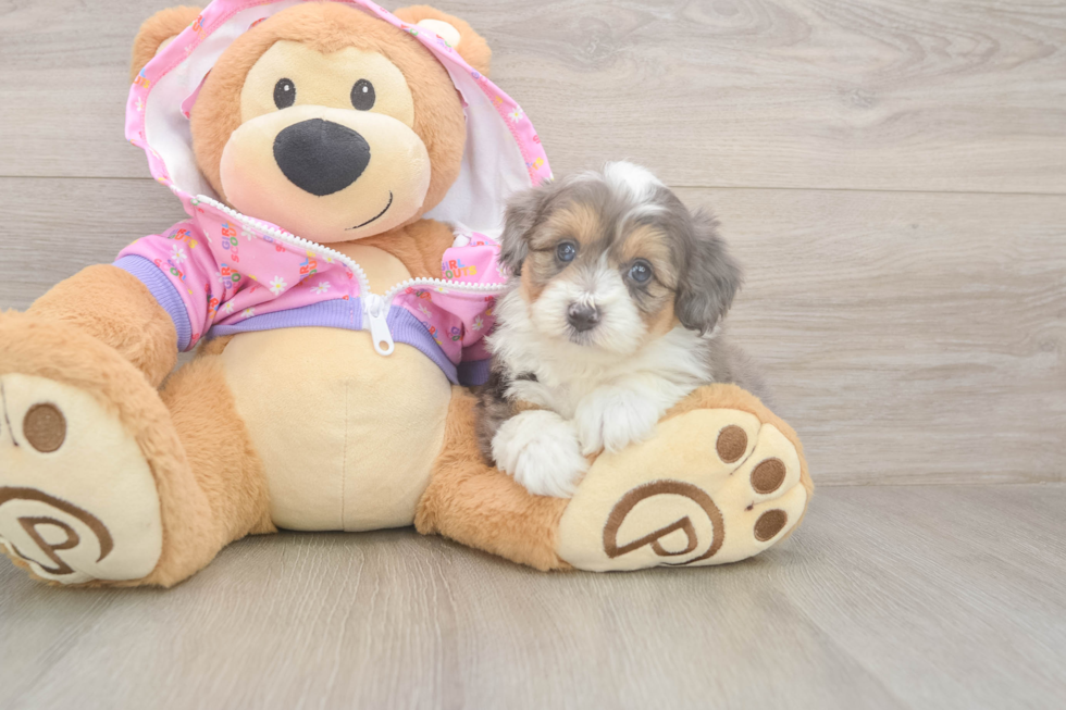 Meet Kelty - our Mini Aussiedoodle Puppy Photo  2/3 - Puppy Love PR Funny Mini Aussiedoodle Poodle Mix Pup