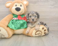6 week old Mini Aussiedoodle Puppy For Sale - Puppy Love PR