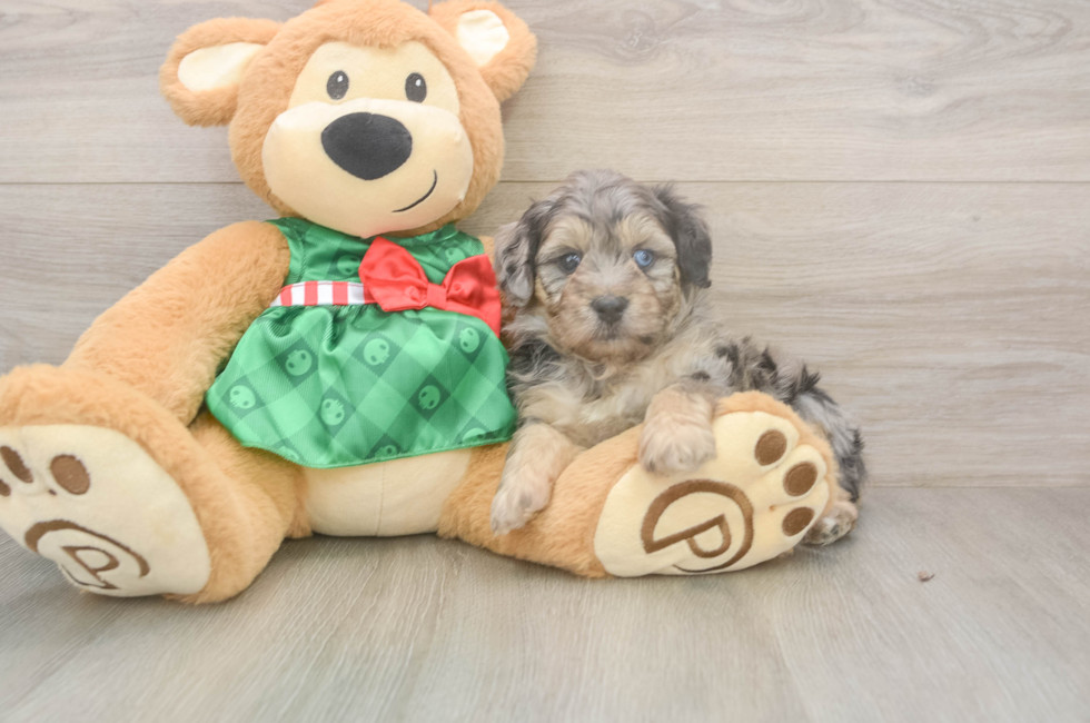 5 week old Mini Aussiedoodle Puppy For Sale - Puppy Love PR