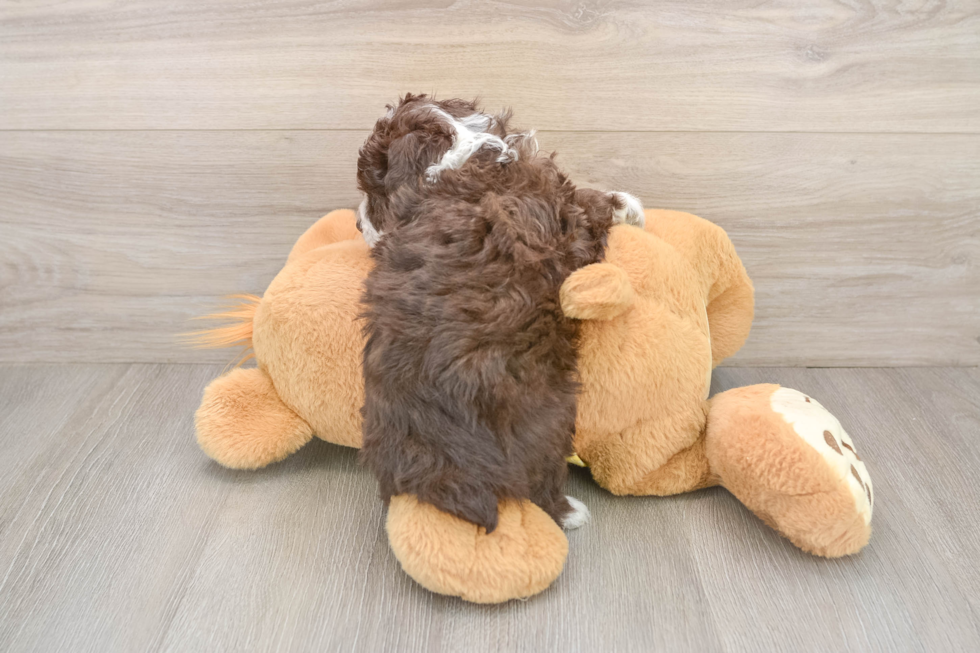 Funny Mini Aussiedoodle Poodle Mix Pup