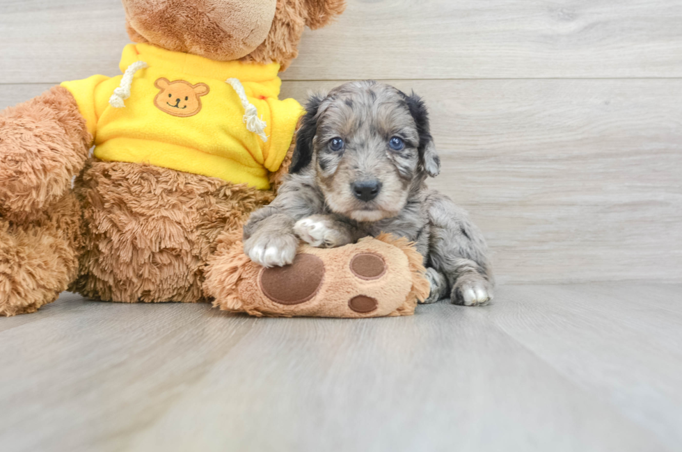 7 week old Mini Aussiedoodle Puppy For Sale - Puppy Love PR