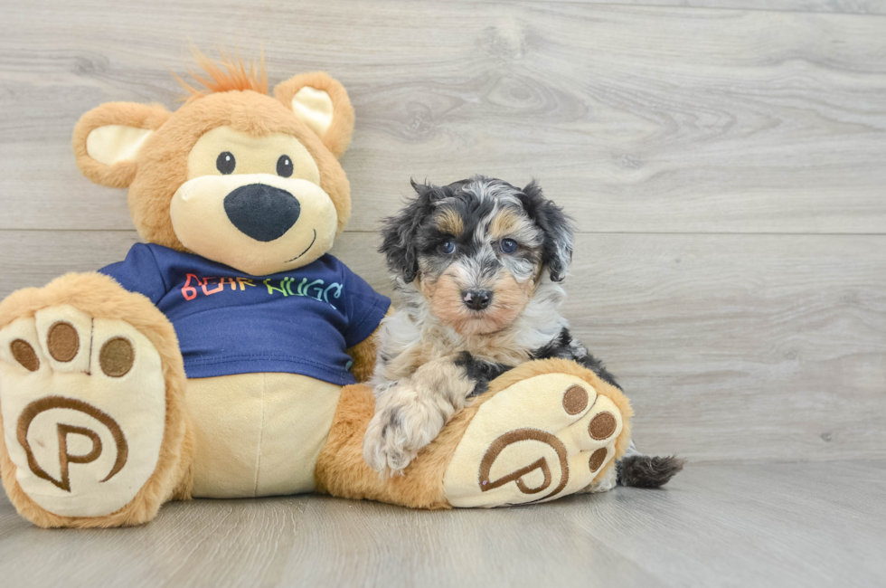 5 week old Mini Aussiedoodle Puppy For Sale - Puppy Love PR