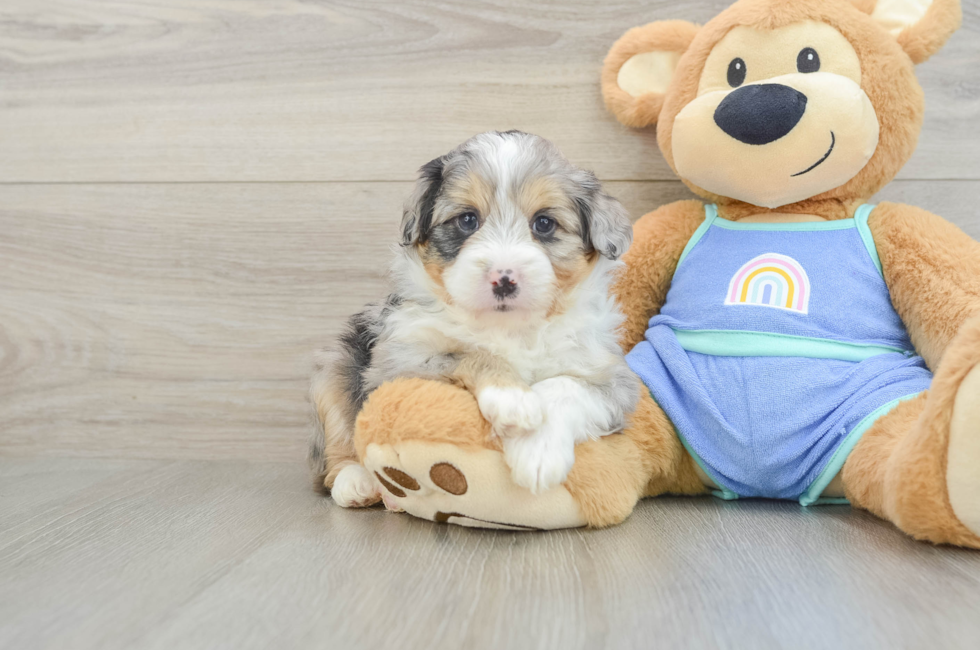 5 week old Mini Aussiedoodle Puppy For Sale - Puppy Love PR