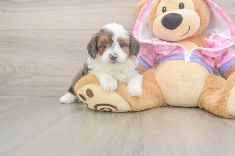 5 week old Mini Aussiedoodle Puppy For Sale - Puppy Love PR