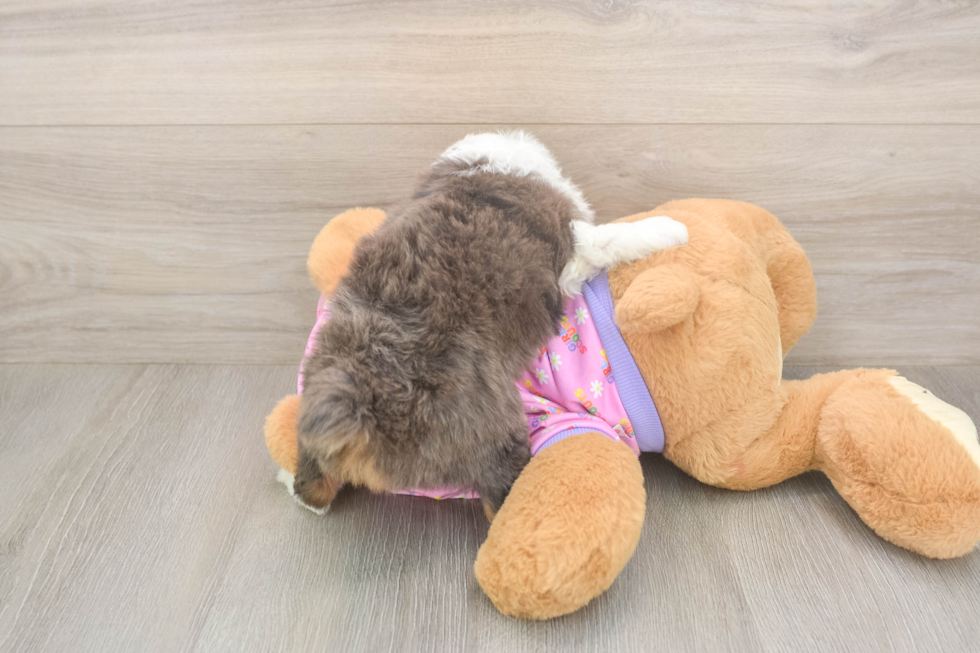 Meet Koby - our Mini Aussiedoodle Puppy Photo  3/3 - Puppy Love PR Petite Mini Aussiedoodle Poodle Mix Pup