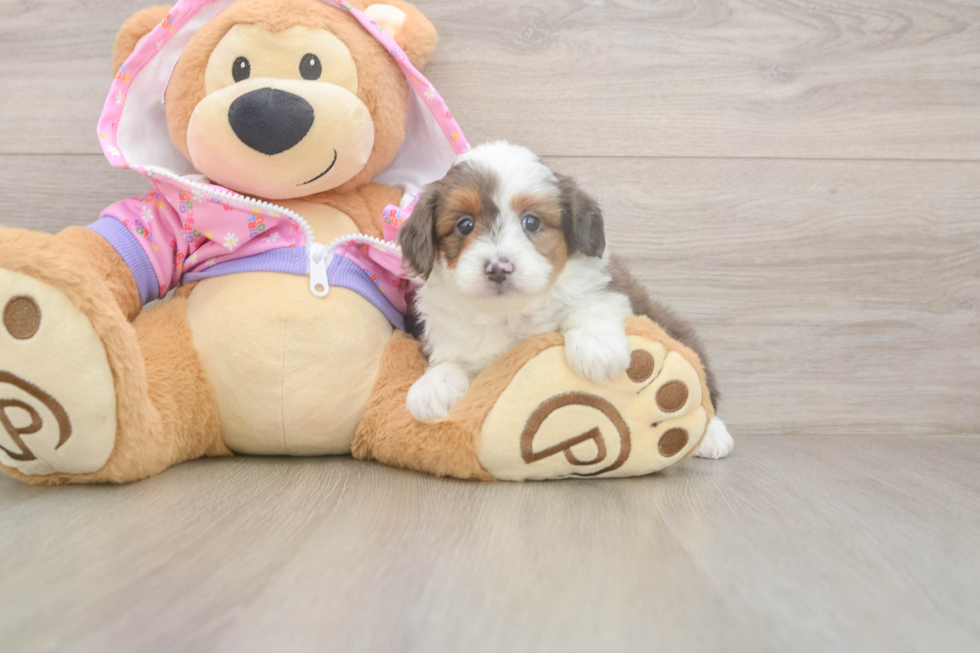 Meet Koby - our Mini Aussiedoodle Puppy Photo  2/3 - Puppy Love PR Mini Aussiedoodle Pup Being Cute