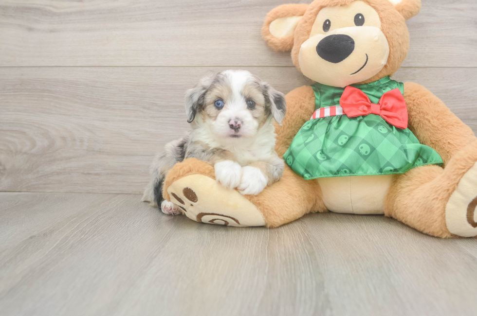 5 week old Mini Aussiedoodle Puppy For Sale - Puppy Love PR