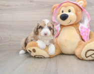 6 week old Mini Aussiedoodle Puppy For Sale - Puppy Love PR
