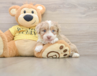 8 week old Mini Aussiedoodle Puppy For Sale - Puppy Love PR