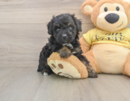 6 week old Mini Aussiedoodle Puppy For Sale - Puppy Love PR