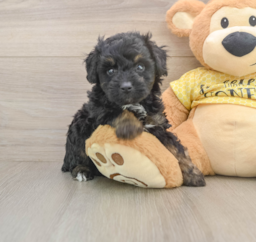 6 week old Mini Aussiedoodle Puppy For Sale - Puppy Love PR