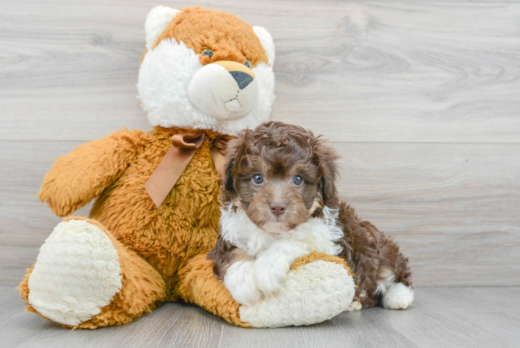 Meet Koby - our Mini Aussiedoodle Puppy Photo 1/3 - Puppy Love PR Funny Mini Aussiedoodle Poodle Mix Pup