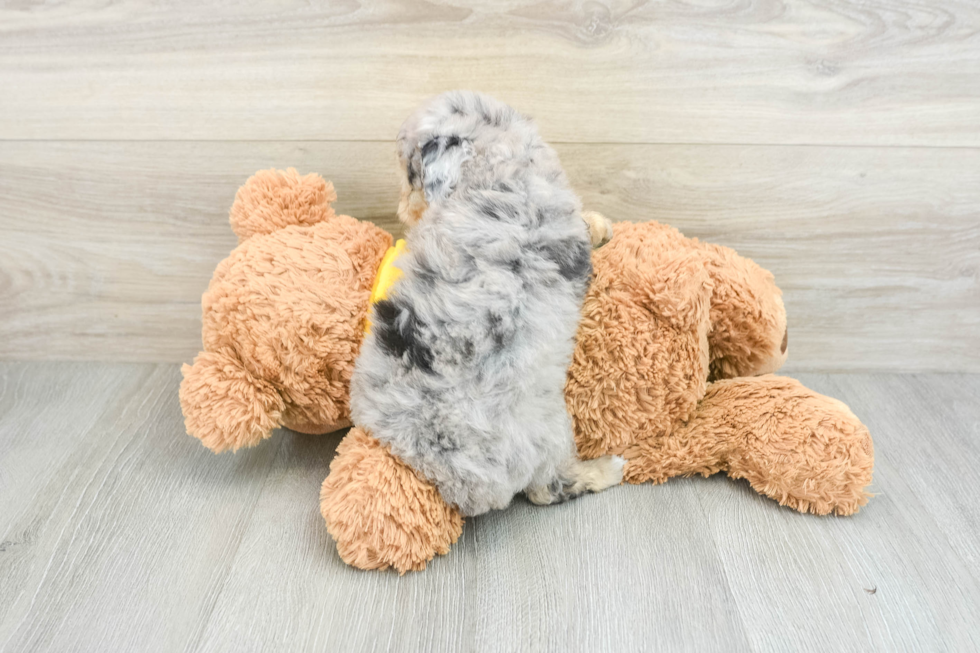 Sweet Mini Aussiedoodle Baby