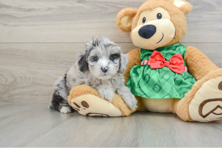 Mini Aussiedoodle Pup Being Cute