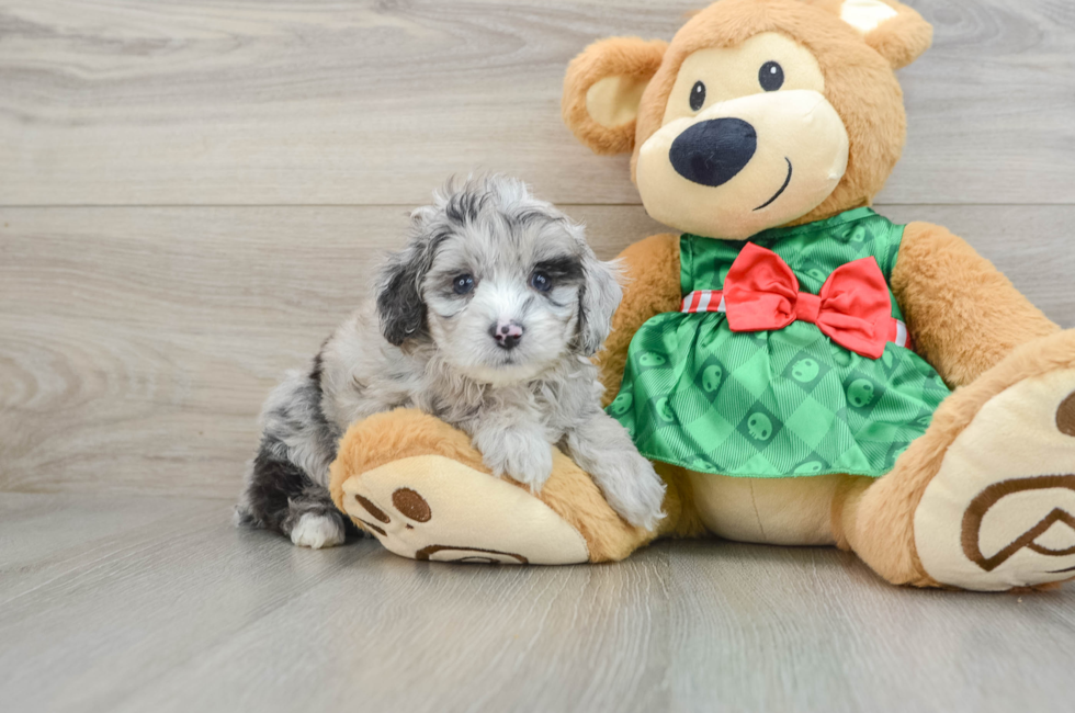 5 week old Mini Aussiedoodle Puppy For Sale - Puppy Love PR